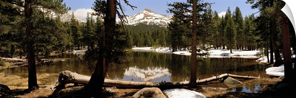 Reflection of mountains and trees in a lake, Mount Gibbs, Yosemite National Park, Eastern Sierra, California