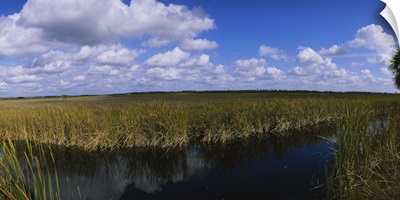 Reflection of tall grass and cloud in water, Everglades National Park, Florida