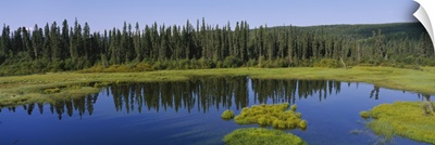 Reflection of trees in a pond, British Columbia, Canada