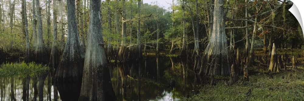 Large panoramic piece of a dense forest with it's trees growing out of swamp water and their reflections shown in it.