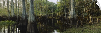 Reflection of trees in water, Fisheating Creek, Everglades, Palmdale, Florida