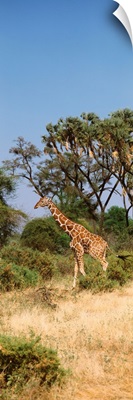 Reticulated Giraffe Kenya Africa