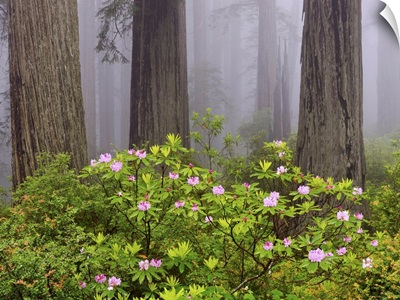 Rhododendron flowers in a forest, Redwood National Park, California