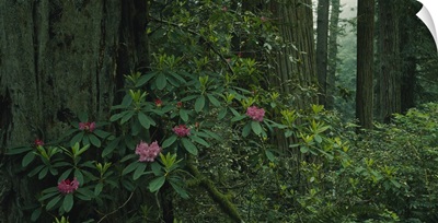 Rhododendron flowers in a rainforest, California