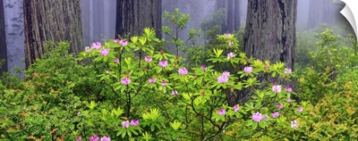 Rhododendron flowers in Del Norte Coast State Park, Redwood National Park, California