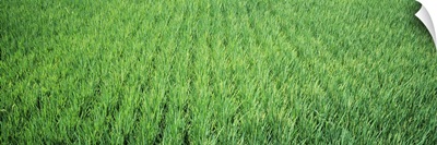 Rice Field Japan