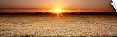 Rice Field, Sacramento Valley, California