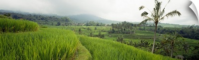 Rice Paddies Bali Indonesia