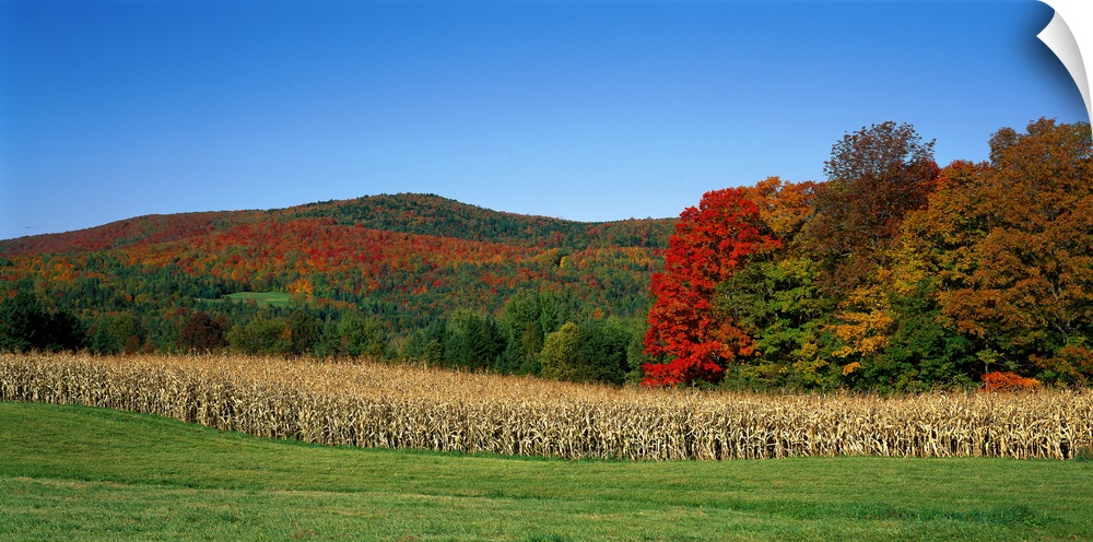 Ripe corn Autumn leaves Vermont