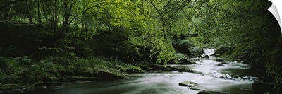 River flowing in the forest, Aberfeldy, Perthshire, Scotland