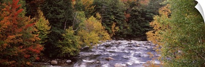River flowing through a forest Ausable River Adirondack Mountains Wilmington Essex County New York State