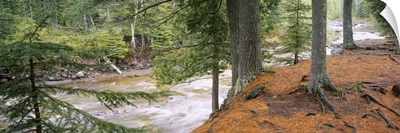 River flowing through a forest, Gooseberry River, Gooseberry Falls State Park, Minnesota