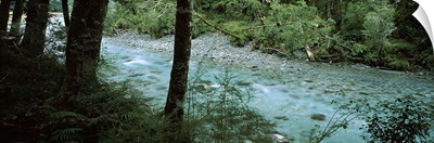 River flowing through a forest, Routeburn River, Mt Aspiring National Park, South Island, New Zealand