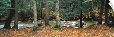 River flowing through a forest, White Mountain National Forest, New Hampshire