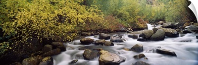 River passing through a forest, Inyo County, California,