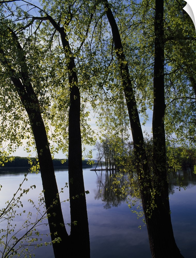 A vertical photograph of two V shaped tree trunks growing alongside the still river waters on a sunny day.