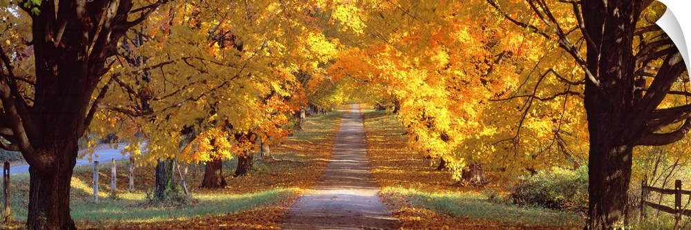A tunnel of autumn leaves on mature trees surrounded a roadway through the countryside in this panoramic photograph.