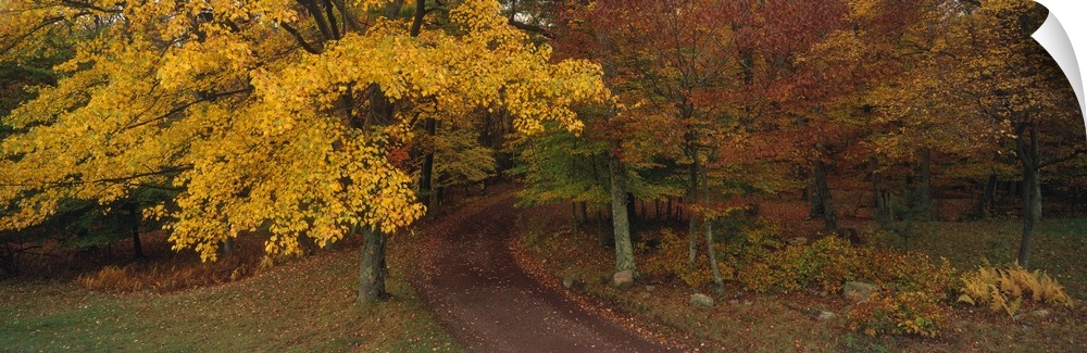 Panoramic photograph of a road that curves through tall autumn trees and into the dense forest.