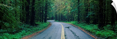 Road Hoh Rain Forest WA