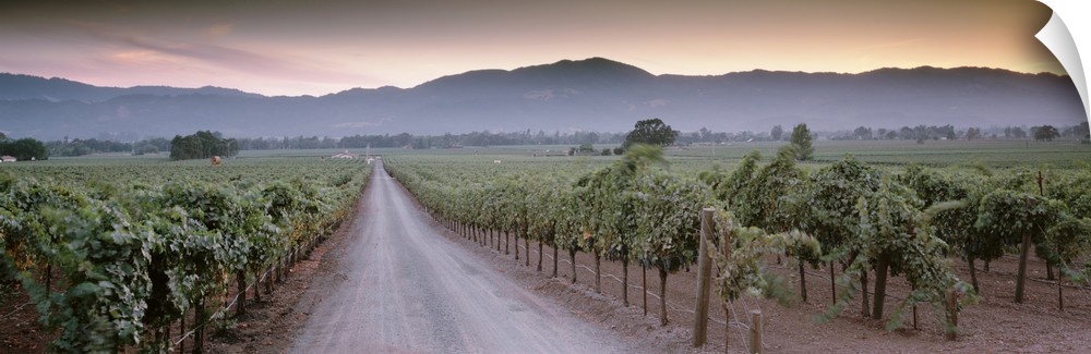 In this large panoramic photograph a road is shown winding its way through a vineyard in Napa Valley, California (CA).