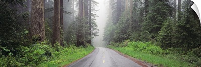 Road Lady Bird Grove Redwood National Park CA