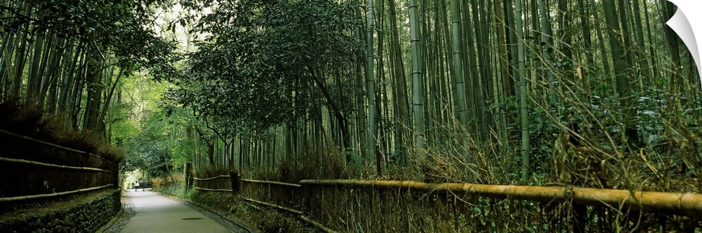 Big, horizontal photograph of a small curving road leading through a very tall forest of dense bamboo, in Arashiyama, Kyot...