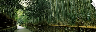 Road passing through a bamboo forest, Arashiyama, Kyoto Prefecture, Kinki Region, Honshu, Japan
