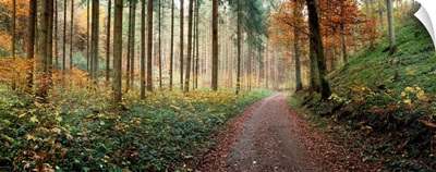Road passing through a forest, Baden-Wurttemberg, Germany