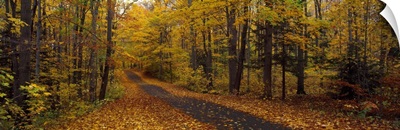 Road passing through a forest, Chestnut Ridge County Park, Orchard Park, Erie County, New York State,