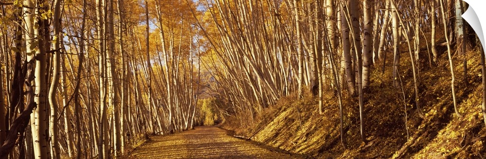 Panoramic photograph of path winding through golden trees in forest.