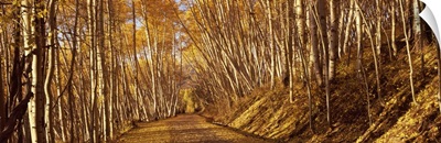 Road passing through a forest, Colorado,