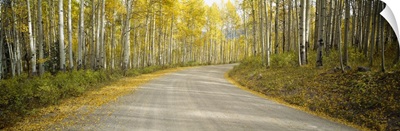 Road passing through a forest, Colorado