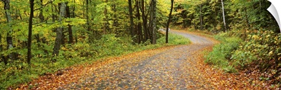 Road passing through a forest, Country Road, Peacham, Caledonia County, Vermont
