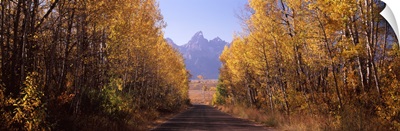 Road passing through a forest Grand Teton National Park Teton County Wyoming