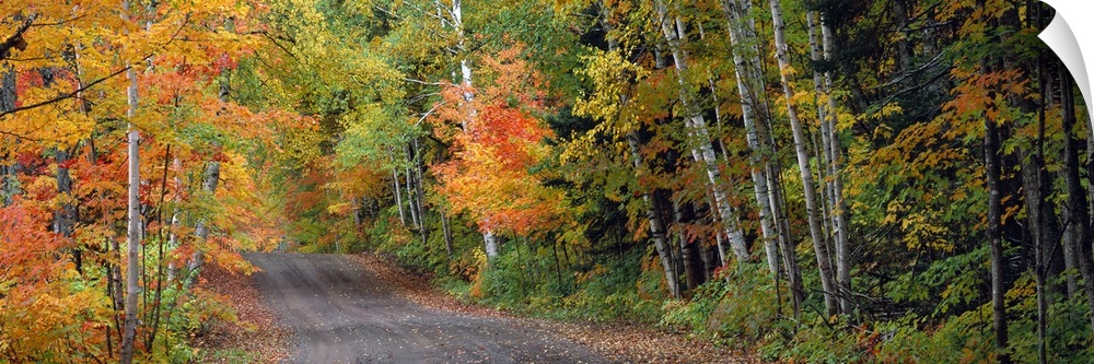 A panoramic photograph of a road passing through a lush forest with autumn like colors.