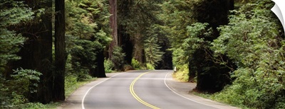 Road passing through a forest, Prairie Creek Redwoods State Park, California