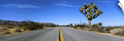 Road passing through a landscape, Mojave Desert, Joshua Tree National Monument, California