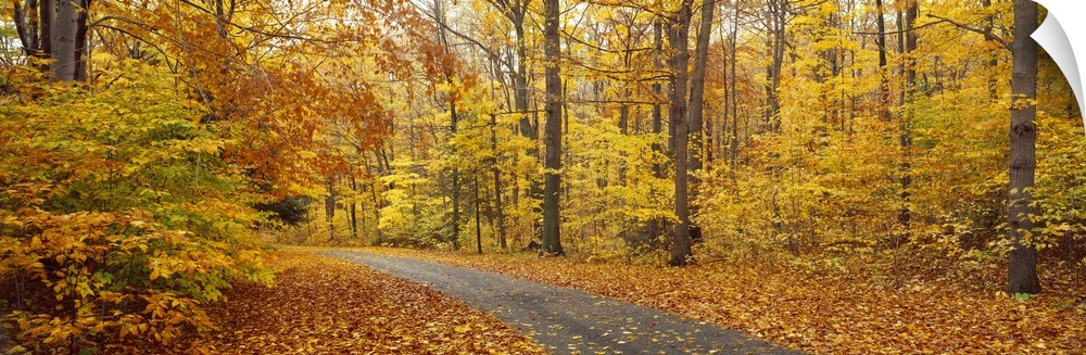 A paved path cuts through a thick forest whose trees have turned colors for the fall season. Leaves have fallen to the gro...