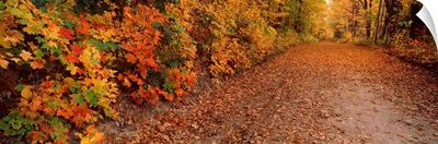 Road passing through autumn forest, Traverse City, Grand Traverse County, Michigan,