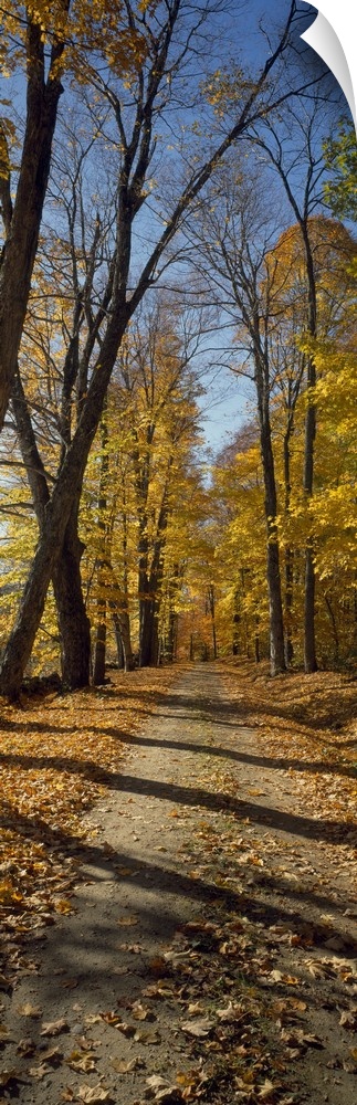 Tall panoramic photograph of a path cutting through tall trees with autumn colored leaves.