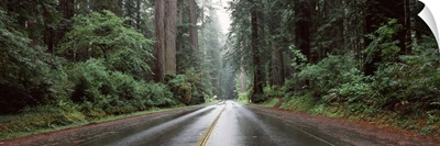 Road passing through forest Avenue Of The Giants Humboldt Redwoods State Park Eureka Humboldt County California