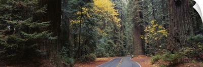 Road Redwood National Forest CA