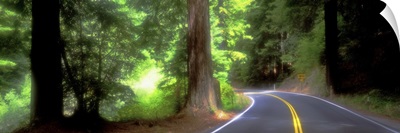 Road Redwoods Mendocino County California