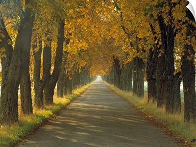 Road w/Autumn Trees Sweden