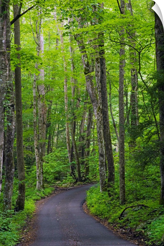 Vertical photograph of a winding country road going through a forest in the Great Smoky Mountains National Park in Tenness...