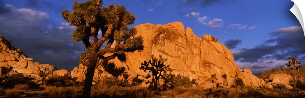 Rock formations on a landscape, Joshua Tree National Park, California