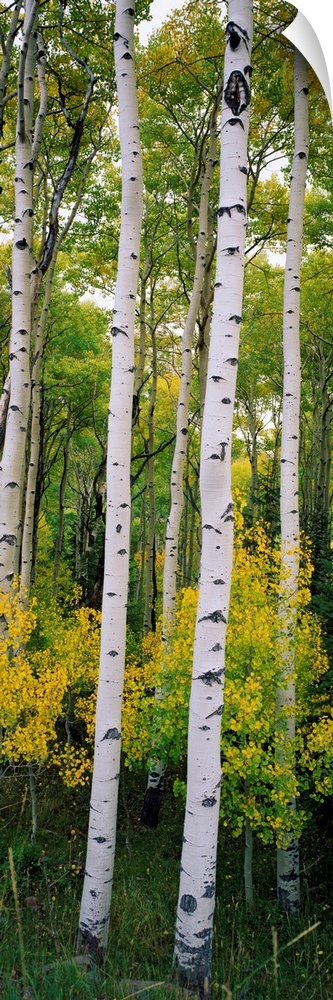 Panoramic photograph shows a dense forest filled with aspen trees within the Rocky Mountains.
