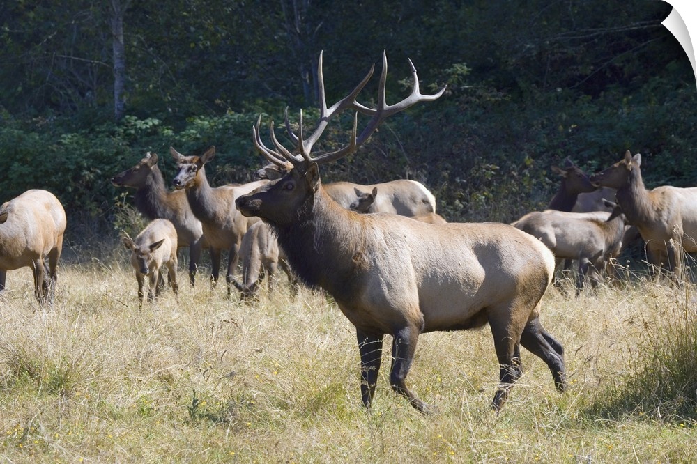 Roosevelt Bull Elk With Herd