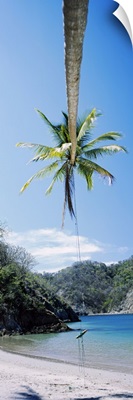 Rope swing hanging from a palm tree, Tortuga, Costa Rica