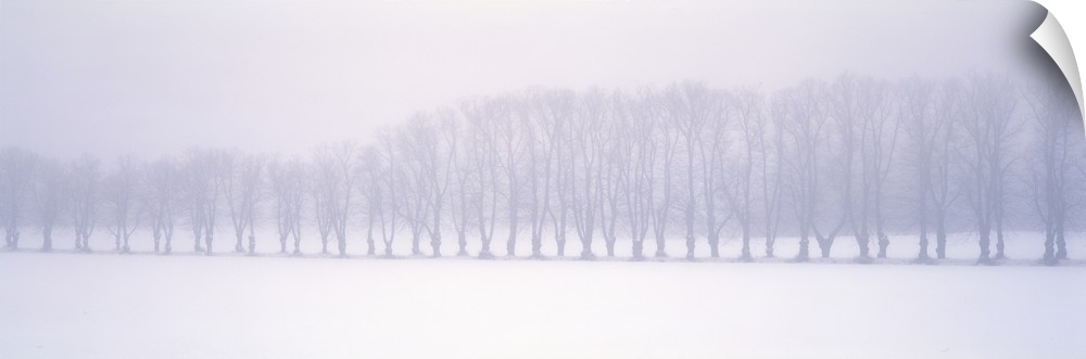 Long pamoramic image of a row of bare branch trees in the middle of a snowy field.